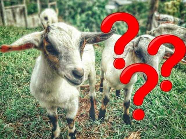 Do Adventists Eat Goat? The Full Answer